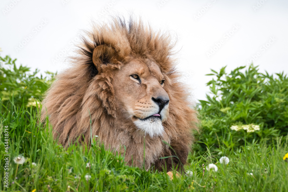 Fototapeta premium Male Lion Standing on Grass