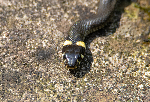 a close-up with the head of a grass snake Natrix natrix