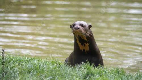Giant Otter Looking out From Water