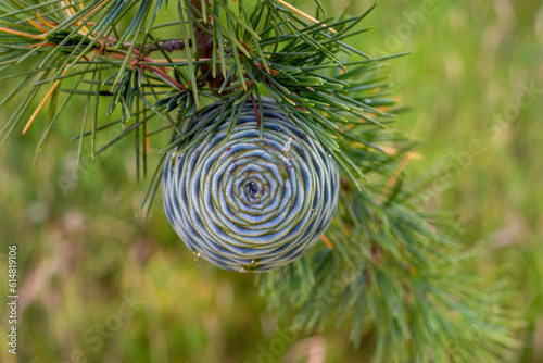 Pine Cone