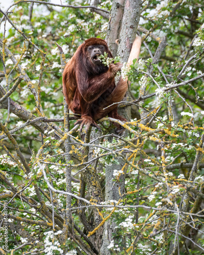 Close-Up Red Howler Monkey Sitting in a Tree photo