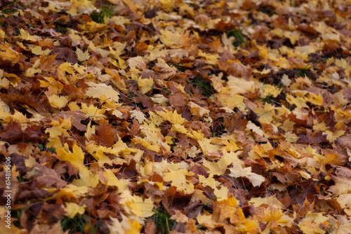 Autumn Leaves on the floor