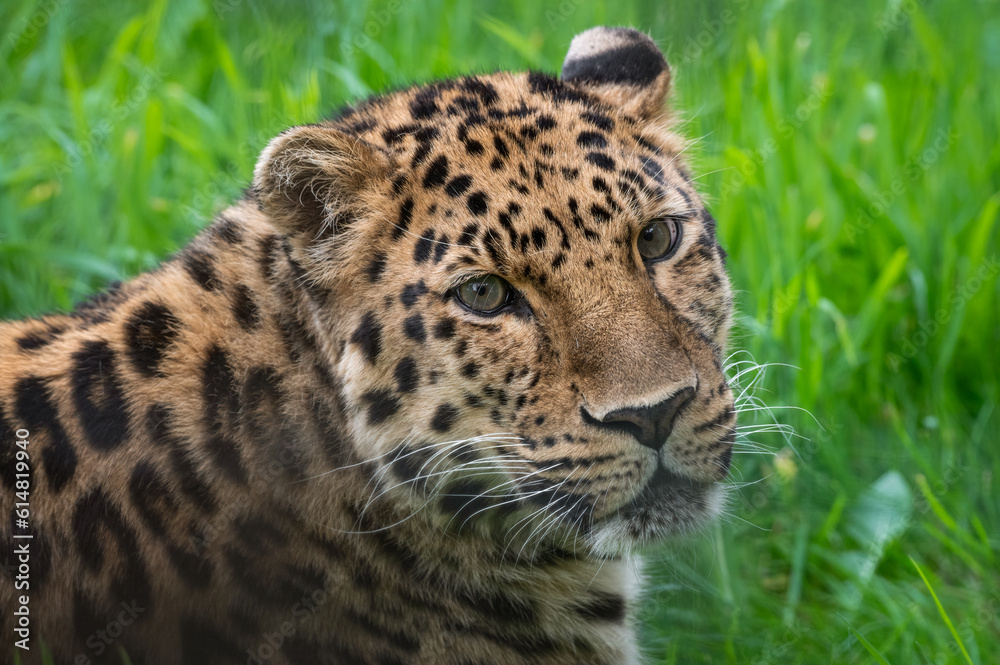 Close-Up Critically Endangered Amur Leopard Close-Up Critically Endangered Amur Leopard