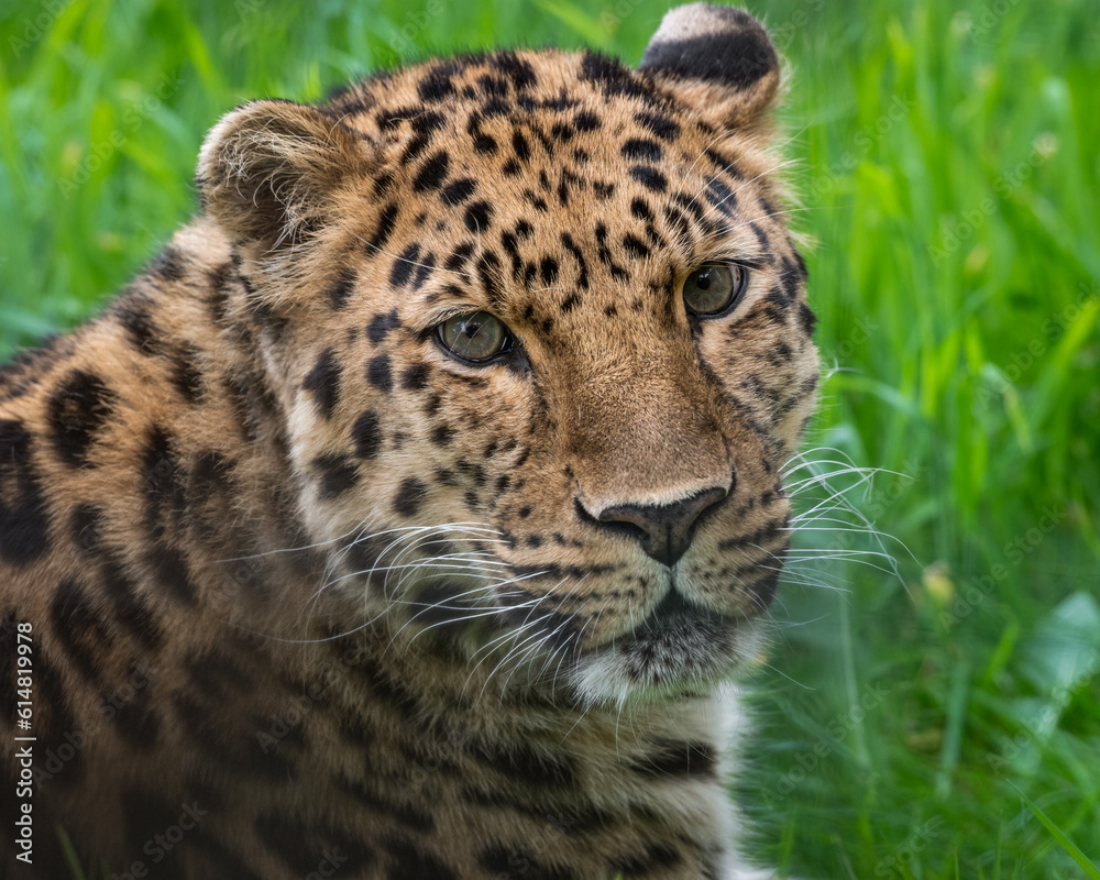 Fototapeta premium Close-Up Critically Endangered Amur Leopard