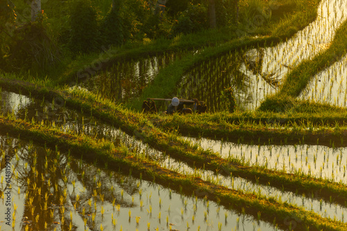 Rice terraces in mountains at sunrise, Bali Indonesia photo