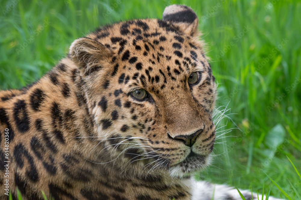 Close-Up Critically Endangered Amur Leopard Close-Up Critically Endangered Amur Leopard