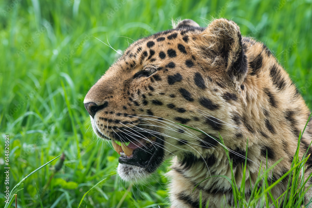 Obraz premium Close-Up Critically Endangered Amur Leopard