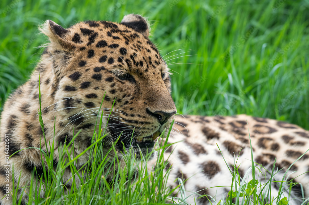 Obraz premium Close-Up Critically Endangered Amur Leopard