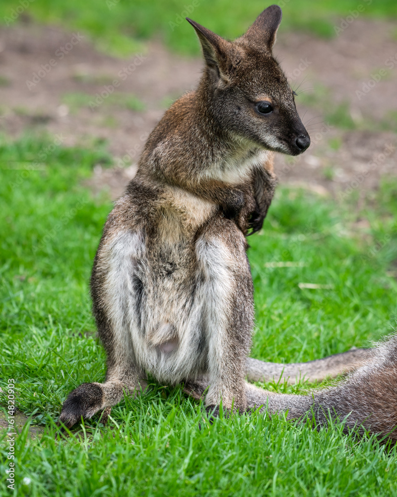 Naklejka premium Baby Wallaby Sitting on the Ground