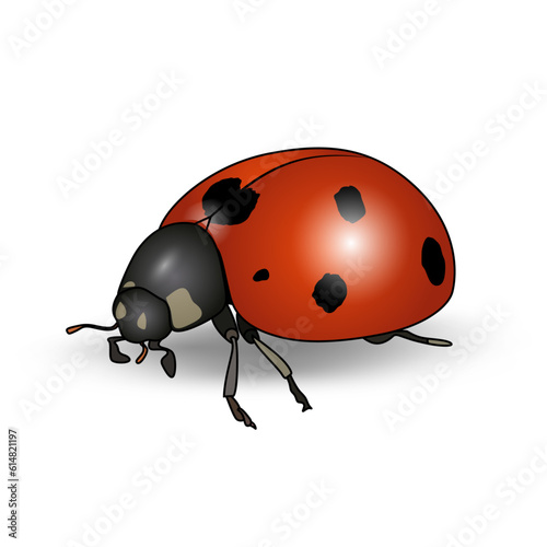 Ladybug coccinellid beetle illustration vector image