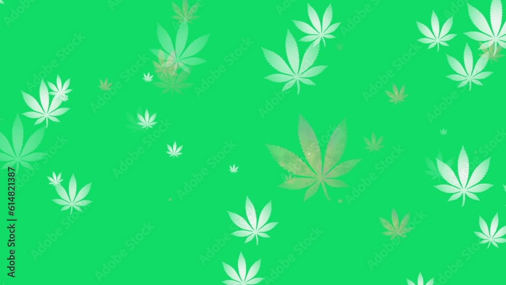 A large amount of cannabis floating on a green screen. The marijuana icon is white and faded yellow. Cannabis, design mockup, smoke drug concept image A large amount of cannabis floating on a green screen. The marijuana icon is white and faded yellow. Cannabis, design mockup, smoke drug concept image