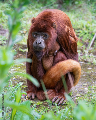 Close-Up Red Howler Monkey Sitting on the Ground with a Baby