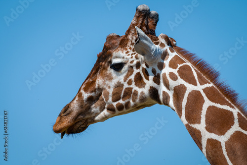 Close-up Rothschild Giraffe Against Blues Skies