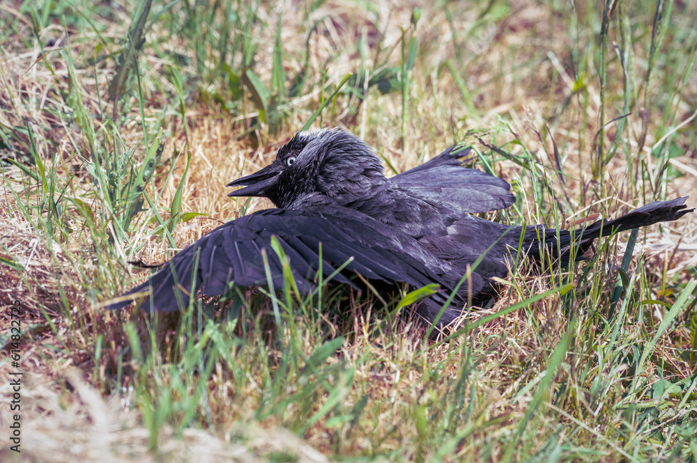 Obraz premium Jackdaw Soaking up the Sun