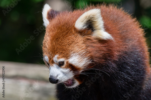 Close Up Portrait Red Panda