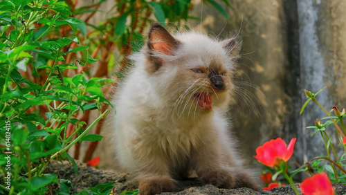 Funny kitten face among the flowers