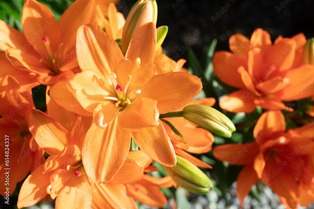 Fototapeta premium Orange Lilies in the Sunset Light