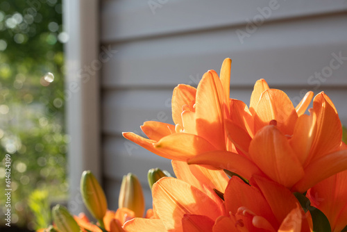 Orange Lilies in the Sunlight