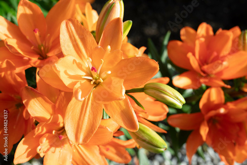 Orange Lilies in the Sunset Light