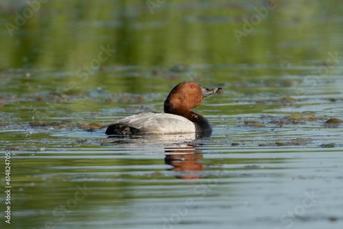 Common pochard - Aythya ferina swimming in water. Green water background. Photo from Milicz Ponds in Poland