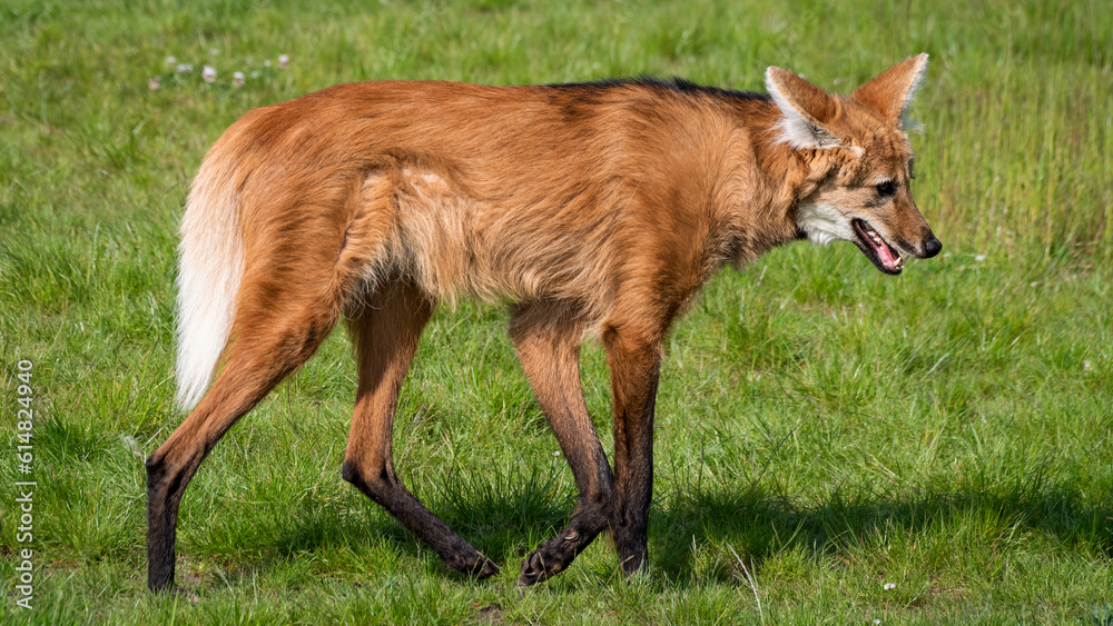 Obraz premium Adult Maned Wolf Standing on Grass