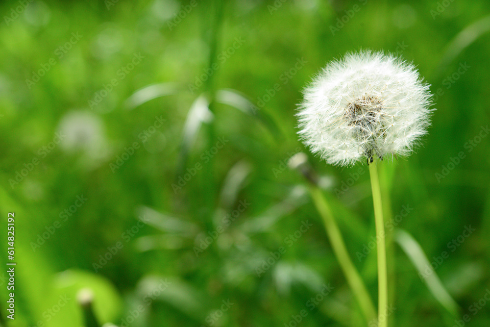 White dandelion flower growing in green grass, closeup