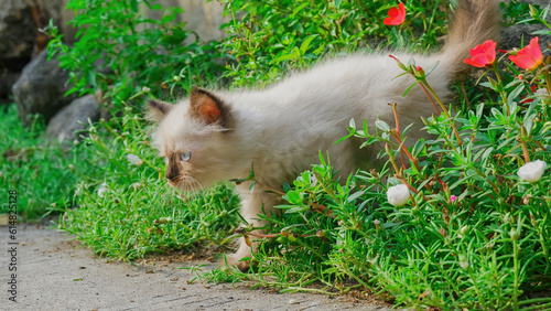 Funny kitten face among the flowers