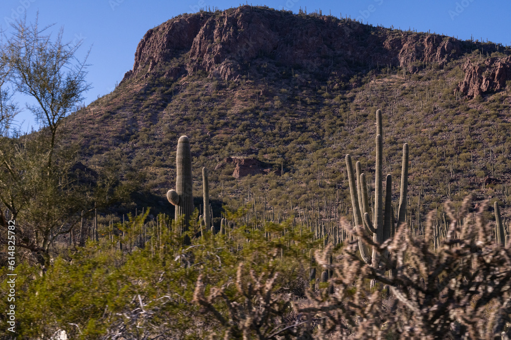 Arizona Mountain with Saguaro Cactus