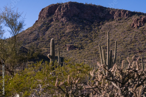 Arizona Mountain with Saguaro Cactus © Schaefer Photography