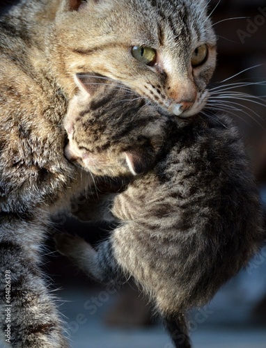 mother cat is carrying a little kitten