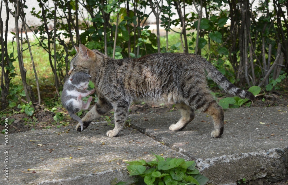 mother cat is carrying a little kitten mother cat is carrying a little kitten