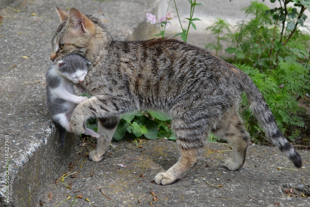 Obraz premium mother cat is carrying a little kitten