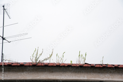 Plants growing among the tiles on the border of the roof. photo