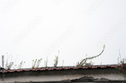 Plants growing among the clay tiles on the border of the roof.