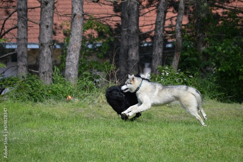 a black dog and a white dog are playing in the meadow