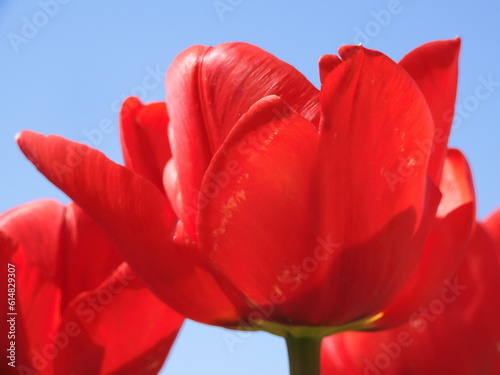 red tulip against blue sky