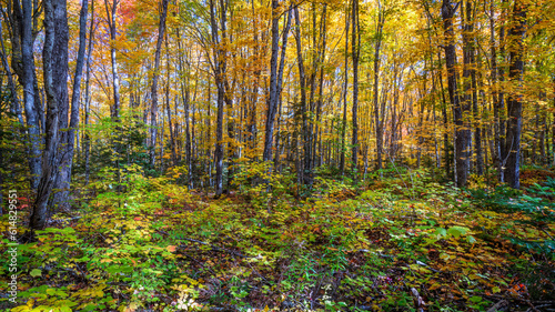 Autumn forest in the morning - South Bog Conservation Area on Rangeley Lake - Maine