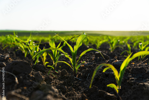 Rows of young corn shoots on a cornfield. Young green corn grows on a field in black soil