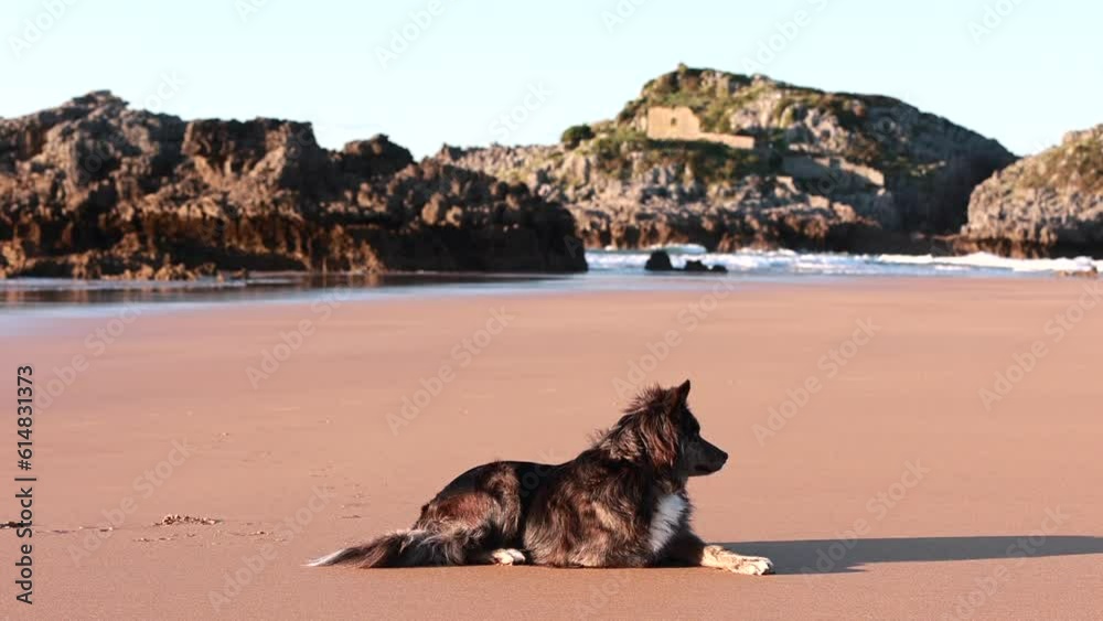 Nice dog looking observing on a beach, pedigree border collie pet portrait Nice dog looking observing on a beach, pedigree border collie pet portrait