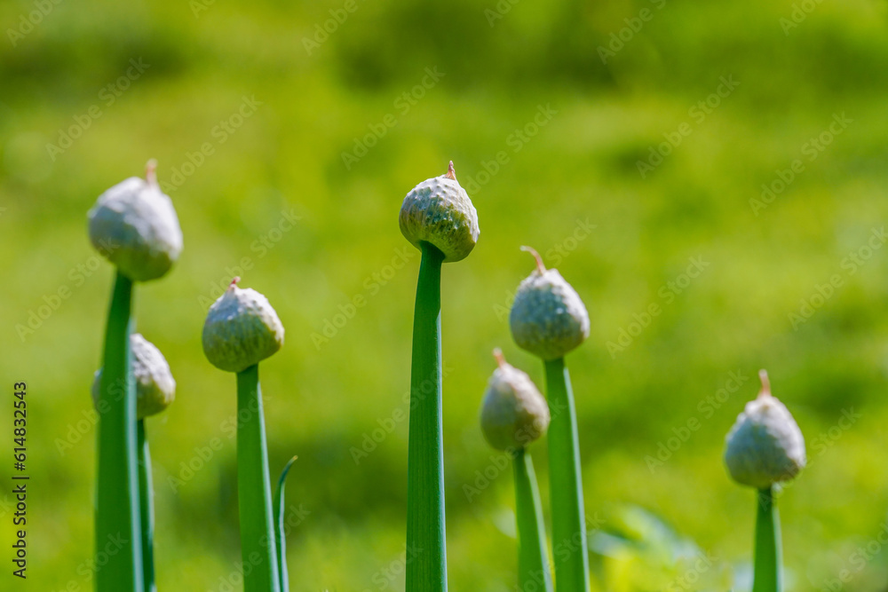 Coastal chives - Allium schoenoprasum plants also used as vegetables. Coastal chives - Allium schoenoprasum plants also used as vegetables.