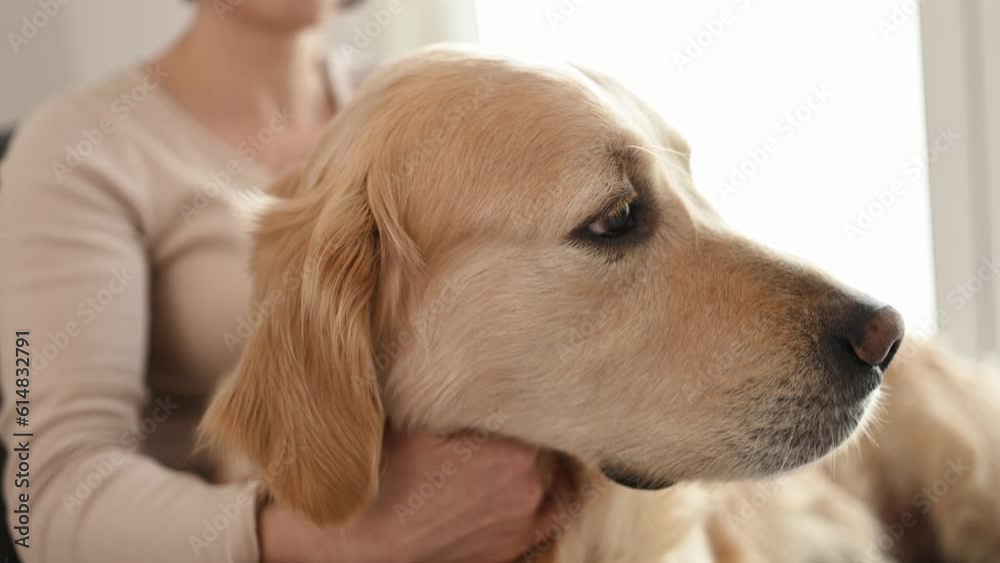 Beautiful girl petting golden retriever dog sitting on sofa at home closeup. Pretty young woman with purebred doggy pet friend indoors