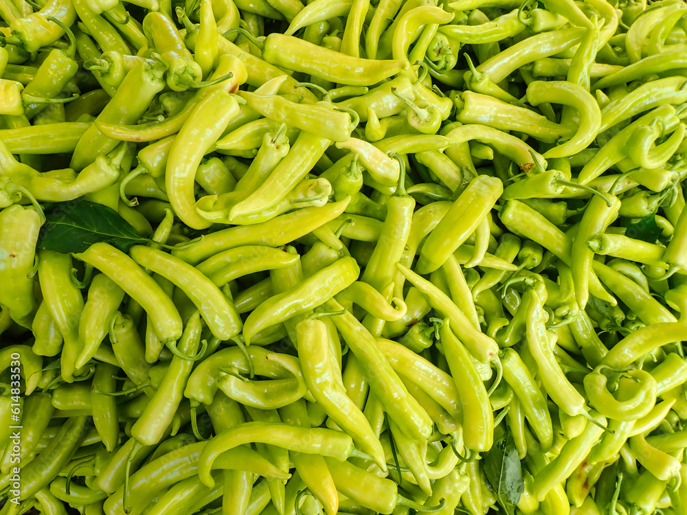 chili, pepper, chili pepper, plant, yellow, capsicum, vegetable, peppers, chilli, hot, yellow chili pepper, green chili pepper plant, green, africa, algeria, agriculture, closeup, organic, harvest chili, pepper, chili pepper, plant, yellow, capsicum, vegetable, peppers, chilli, hot, yellow chili pepper, green chili pepper plant, green, africa, algeria, agriculture, closeup, organic, harvest