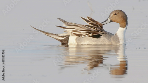 Northern pintail bird, male in breeding plumage in water, Anas acuta