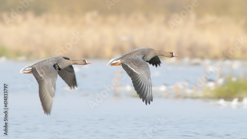 Couple of birds flying over spring lake, greater white fronted goose, Anser albifrons