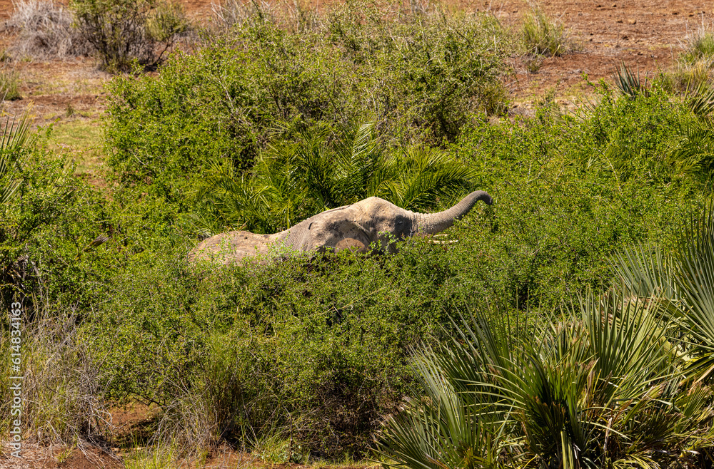 Elefantenbaby im Gras bei Fressen