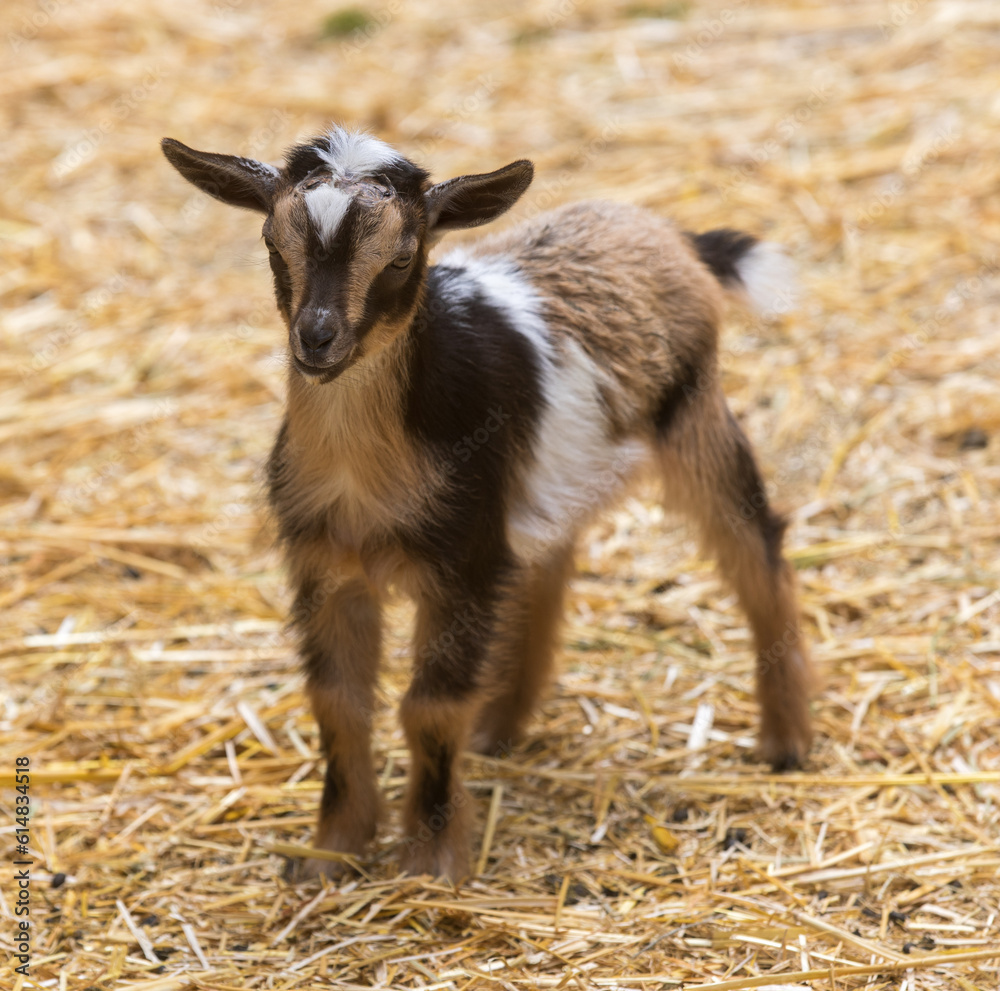Goat Kid Standing in an Animal Pen Goat Kid Standing in an Animal Pen