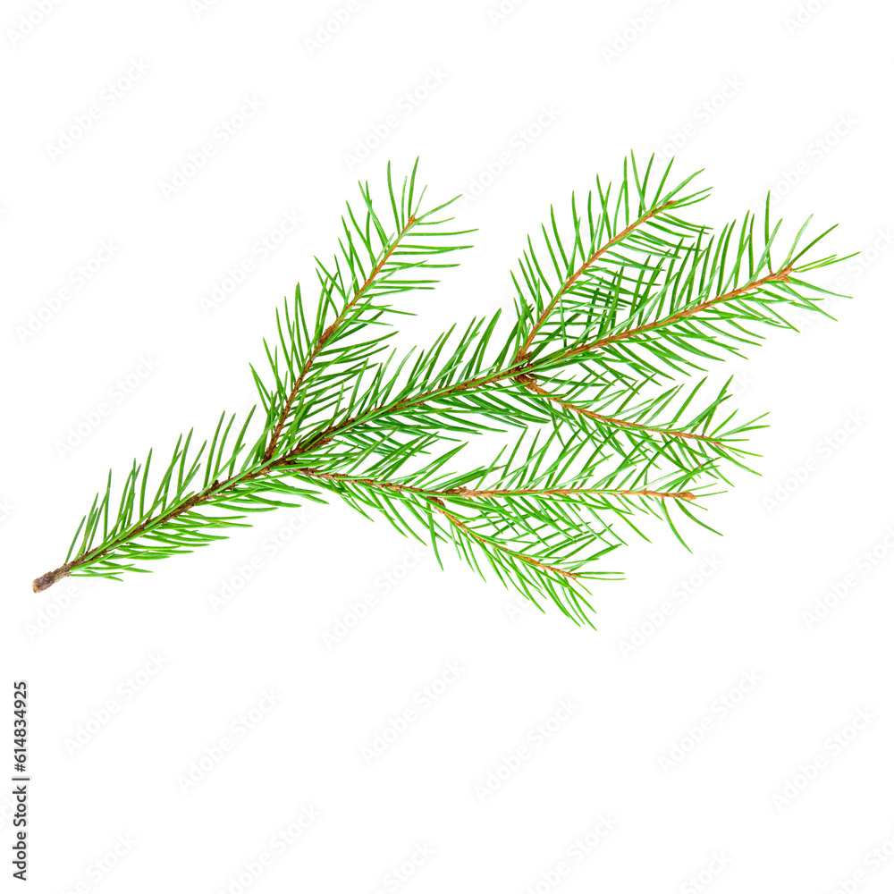 Fototapeta premium Fir tree branch isolated on a transparent png background. Stock photo