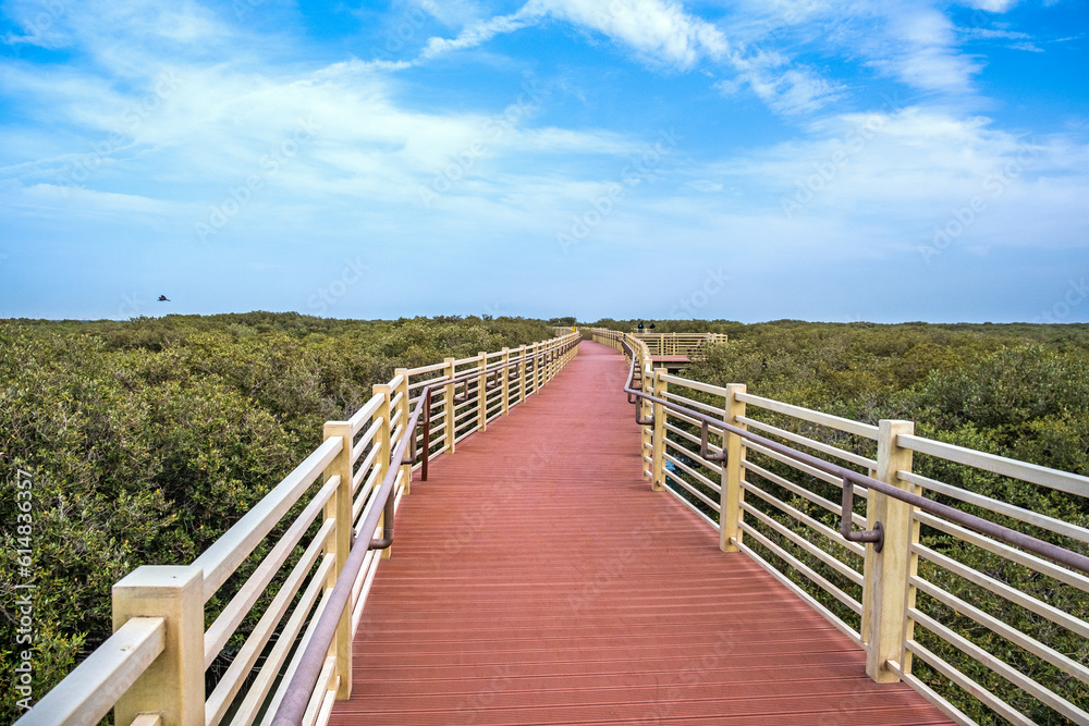 Fototapeta premium mangrove trees