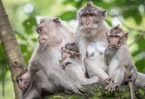 Macaque monkeys at Ubud Monkey Forest Sanctuary in Ubud, Bali, Indonesia. © javarman
