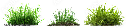 Set of fresh green grass in foreground isolated on transparent background